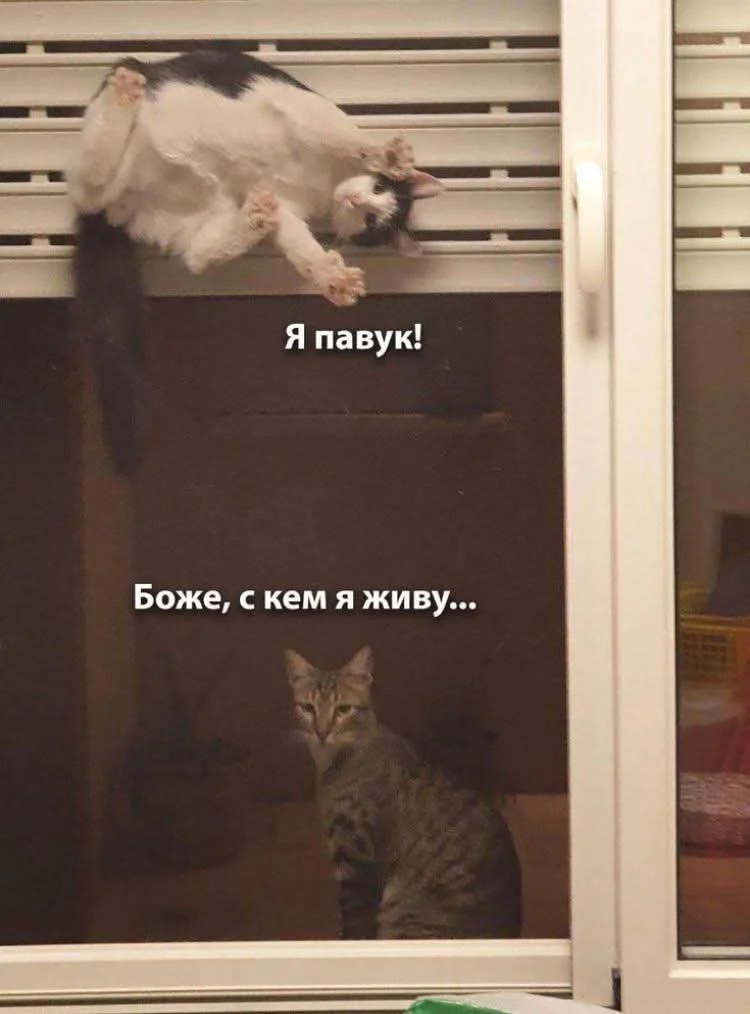 1000087634.webp