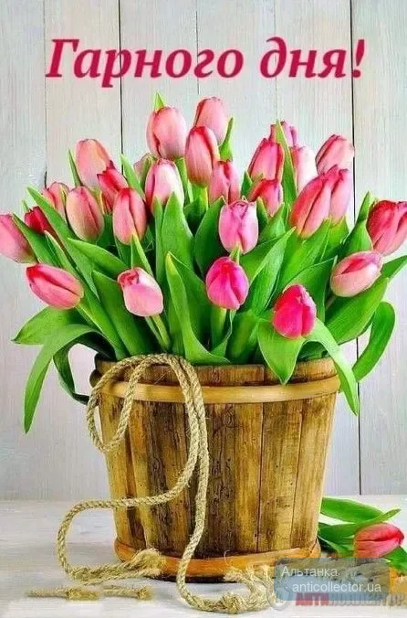 1089-kartynka-harnoho-dnya-s-tyulpanamy.webp