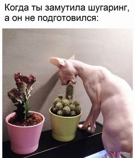 11727733.webp