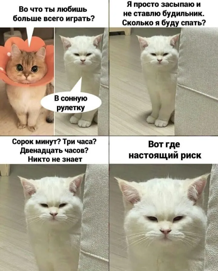 13695980-DDBB-412E-BC6B-6431955D52E3.webp