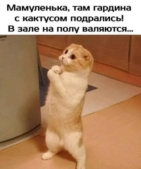 1429769095dfffe96d6fb93ea49502ef.webp