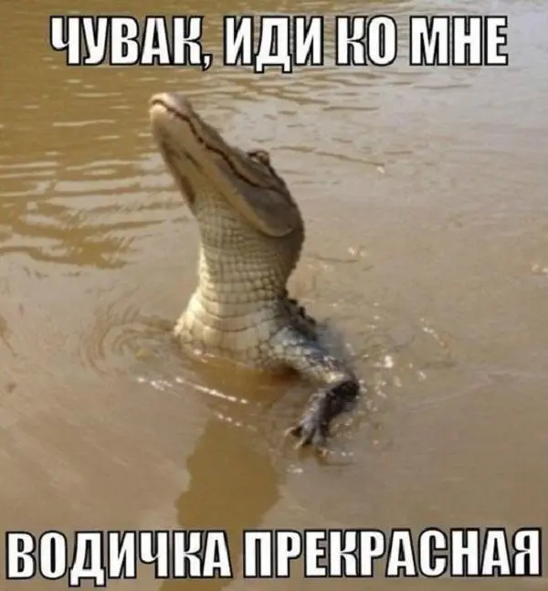 1547072965_1547072902_3711_560d3a1d475f4.webp