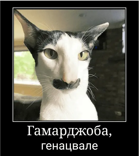 1633886987982.webp