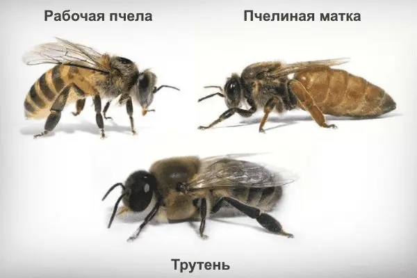 1649449566258.webp