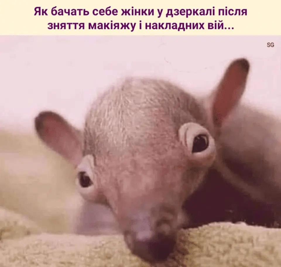 1686549453316.webp