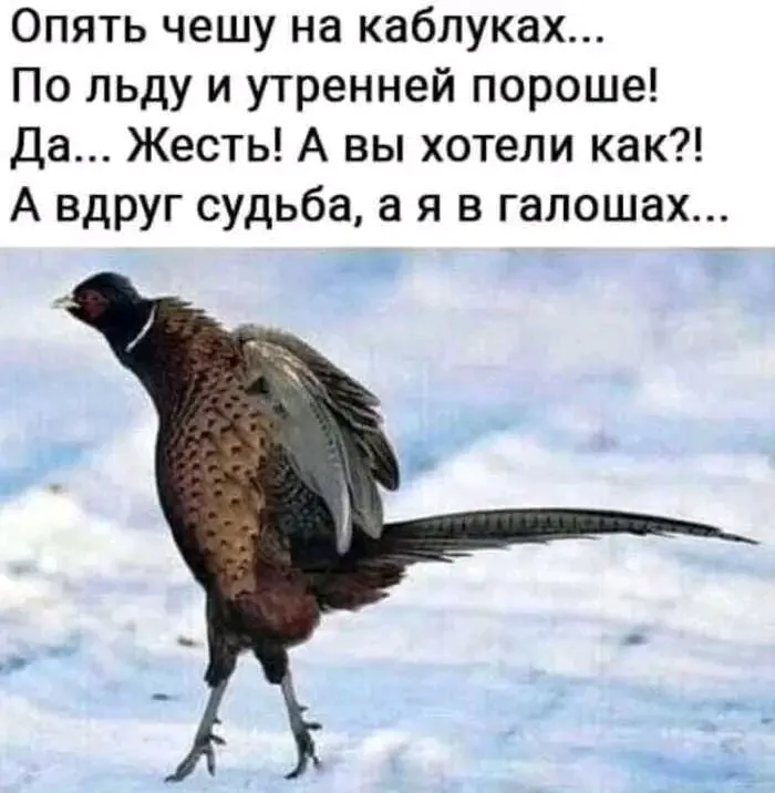 1706001106231.webp