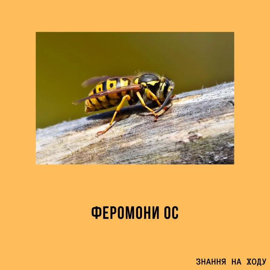 1706559330097.webp