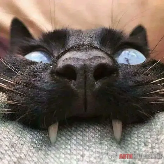 1708279968295.webp