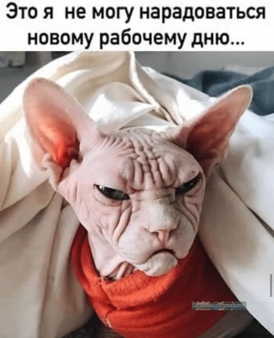 1714371907962.webp