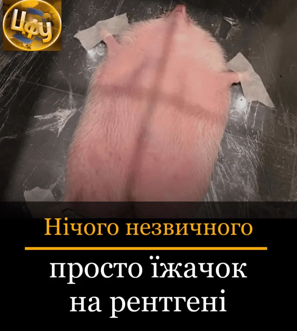 1715847671803.webp