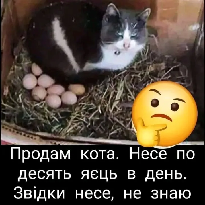 1716232989022.webp