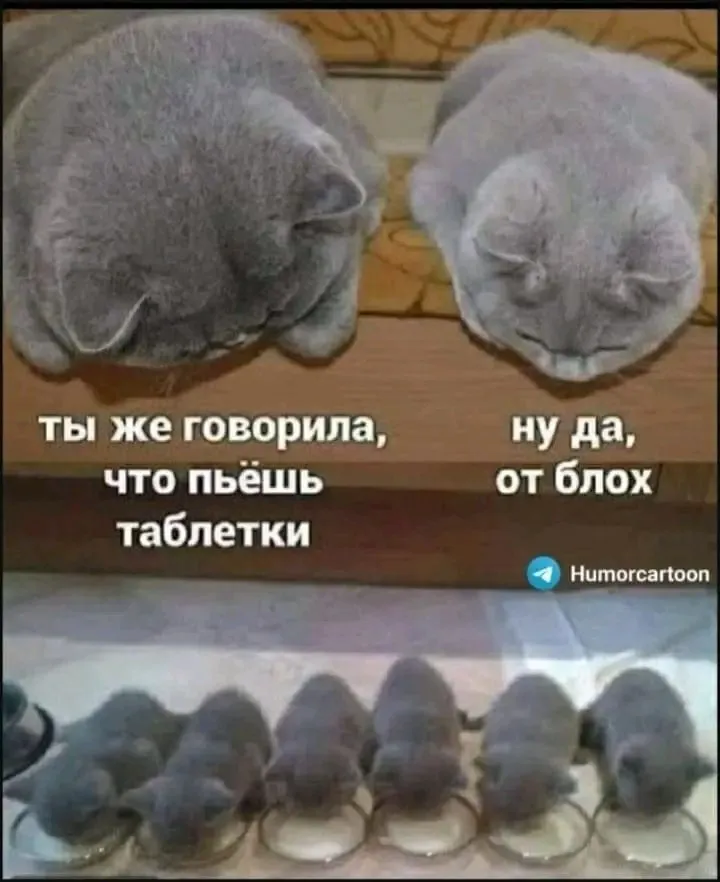 1717239503588.webp