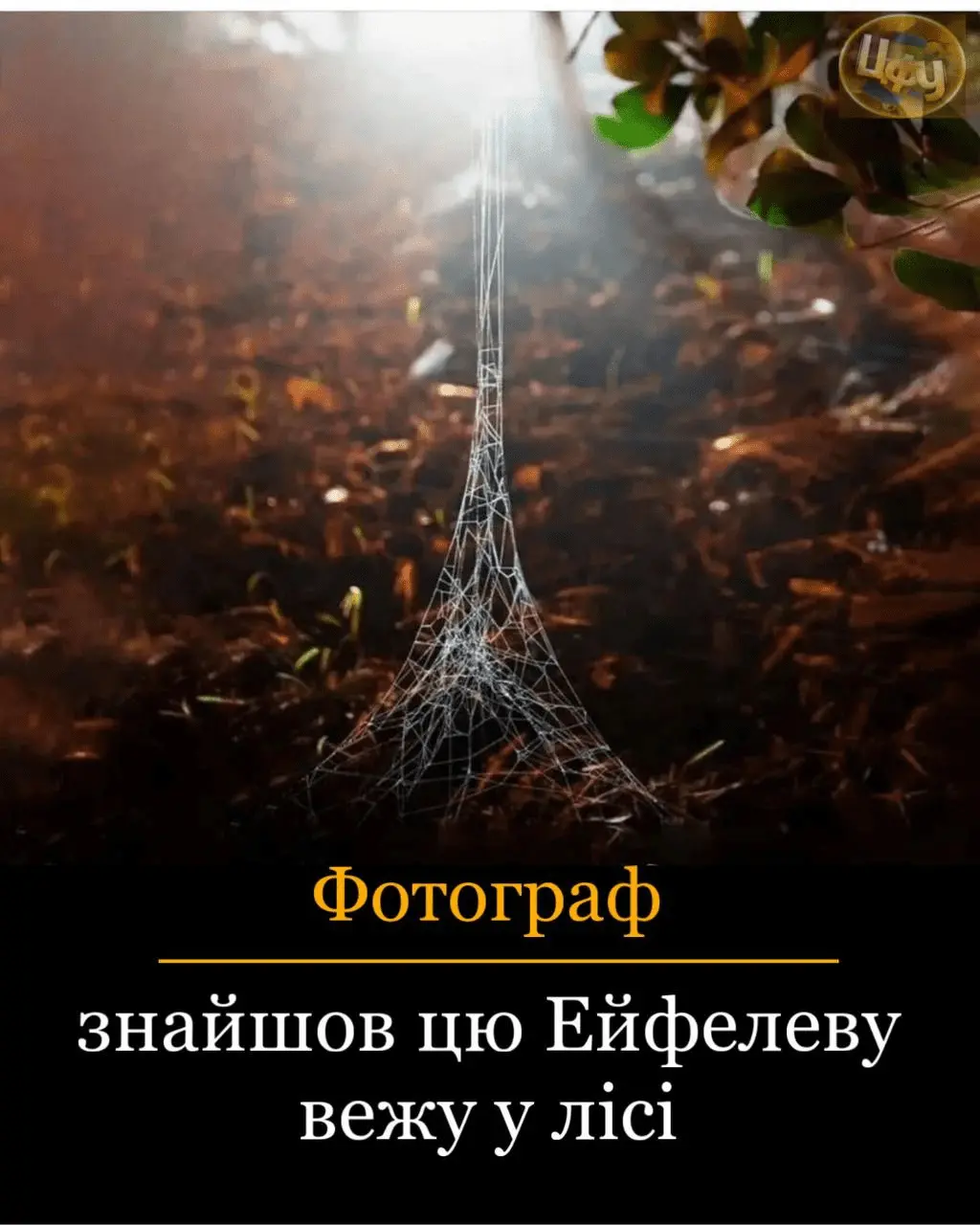 1720035748102.webp