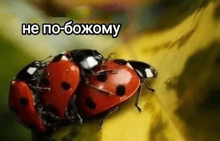 1721975460282.webp