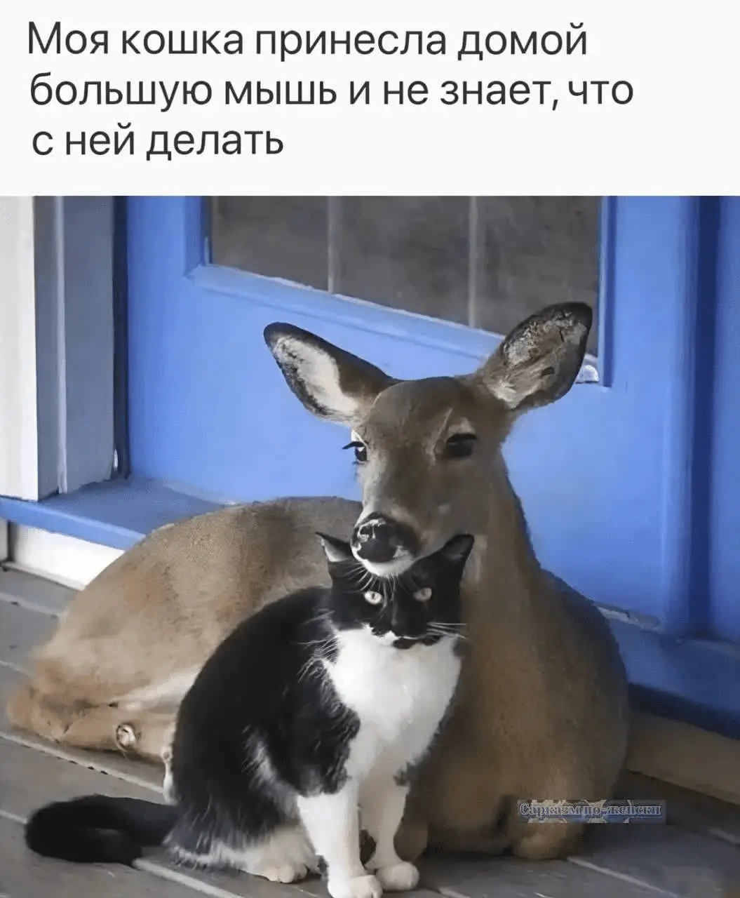 1723713628486.webp