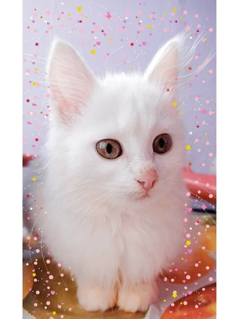 222.webp