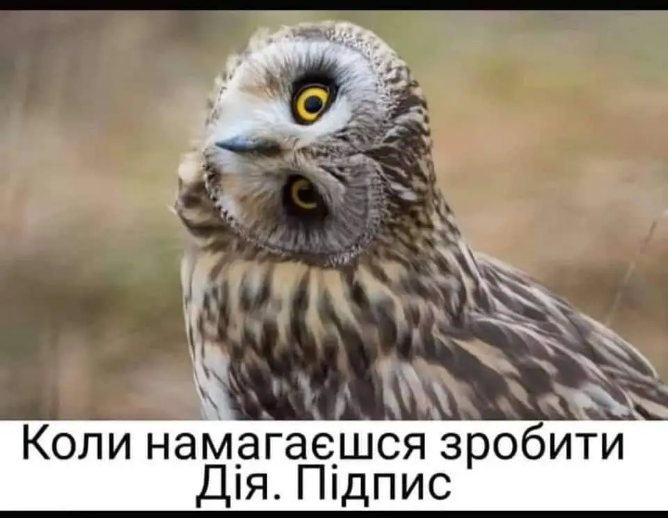 248757202_4570757919674927_1053497829659842897_n.webp