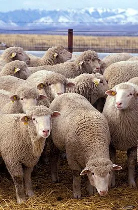 275px-Flock_of_sheep.webp