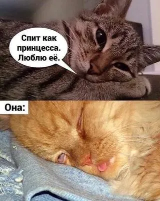 4ffe2322811641d610c5e43c79104ad1.webp