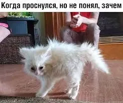 73F2F676-9F0F-40AF-AB0A-50F6251CAB59.webp