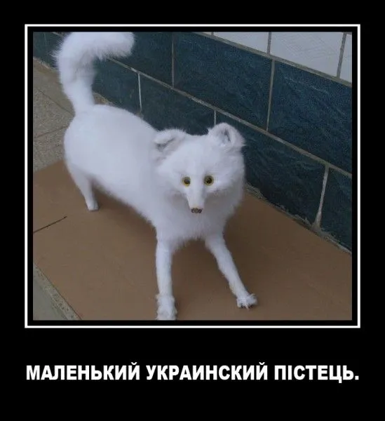 85581_600.webp