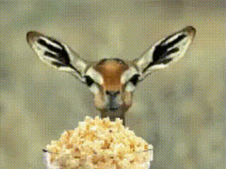 antelope-eat.gif