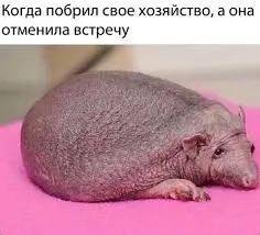 Без названия (6).webp