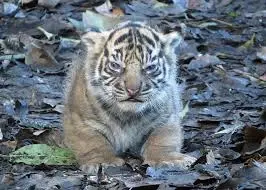 Без названия.webp