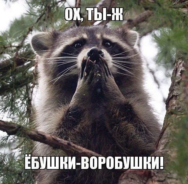 C81489b5926852e4c46d74b7d6b38b46-world74.spcs.bio.webp