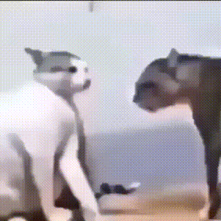cat-fight.gif