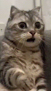 cat-in-shock-surprises.gif