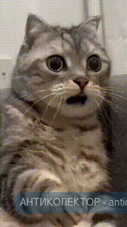cat-in-shock-surprises.gif