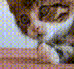 cat-kitty.gif