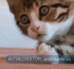 cat-kitty.gif