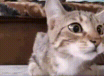 cat-whats-happening.gif