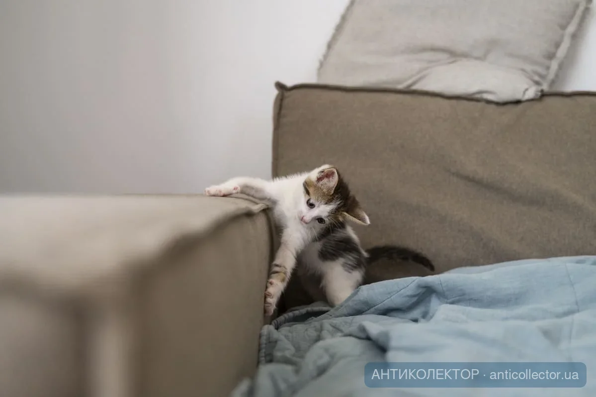 cute-cat-spending-time-indoors (1).webp