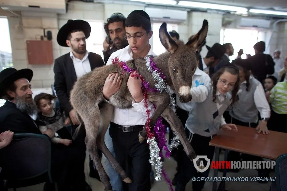 день-рождения-ослик-хасиды-удалённое-624212.jpeg