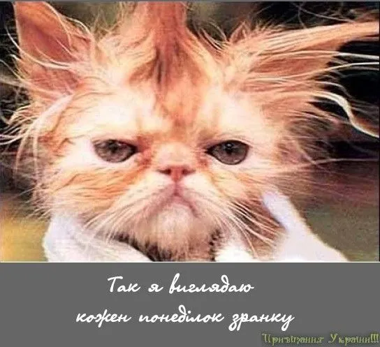 добрий-ранок.webp