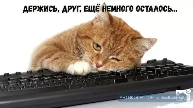 e51809730fb54006bc2e47eed367342e.normal.webp