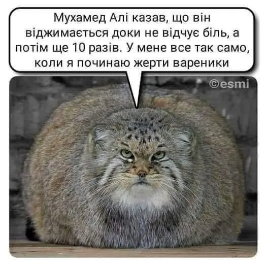 F98AB441-39C7-49C4-B1AD-D910C0EDEEF5.webp