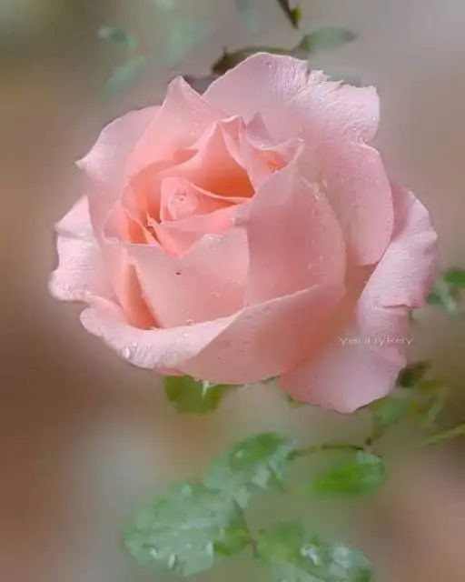 FB_IMG_1631365805042.webp
