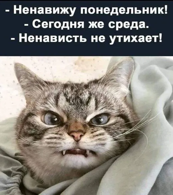 FB_IMG_1634751864170.webp