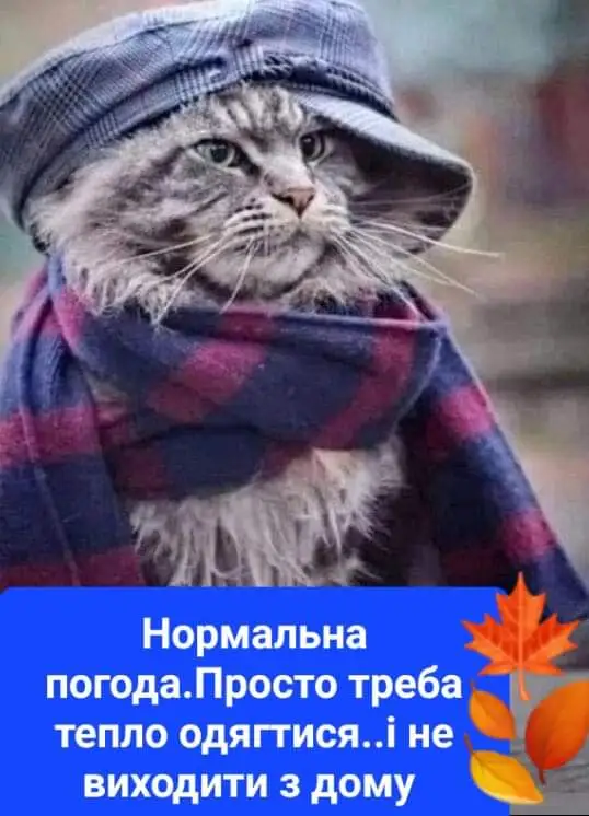 FB_IMG_1663183176619.webp