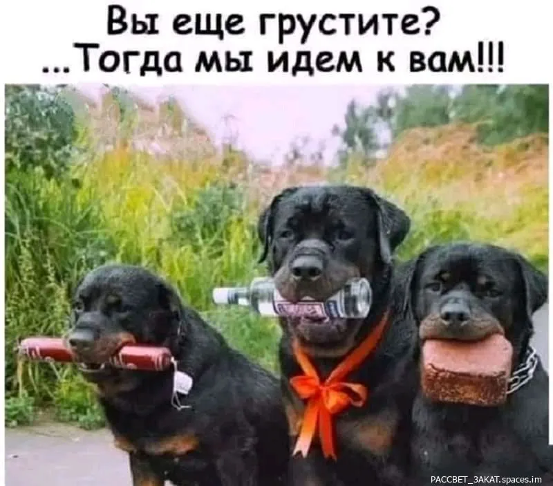 FB_IMG_16900217159618927-world15.spcs.bio.webp