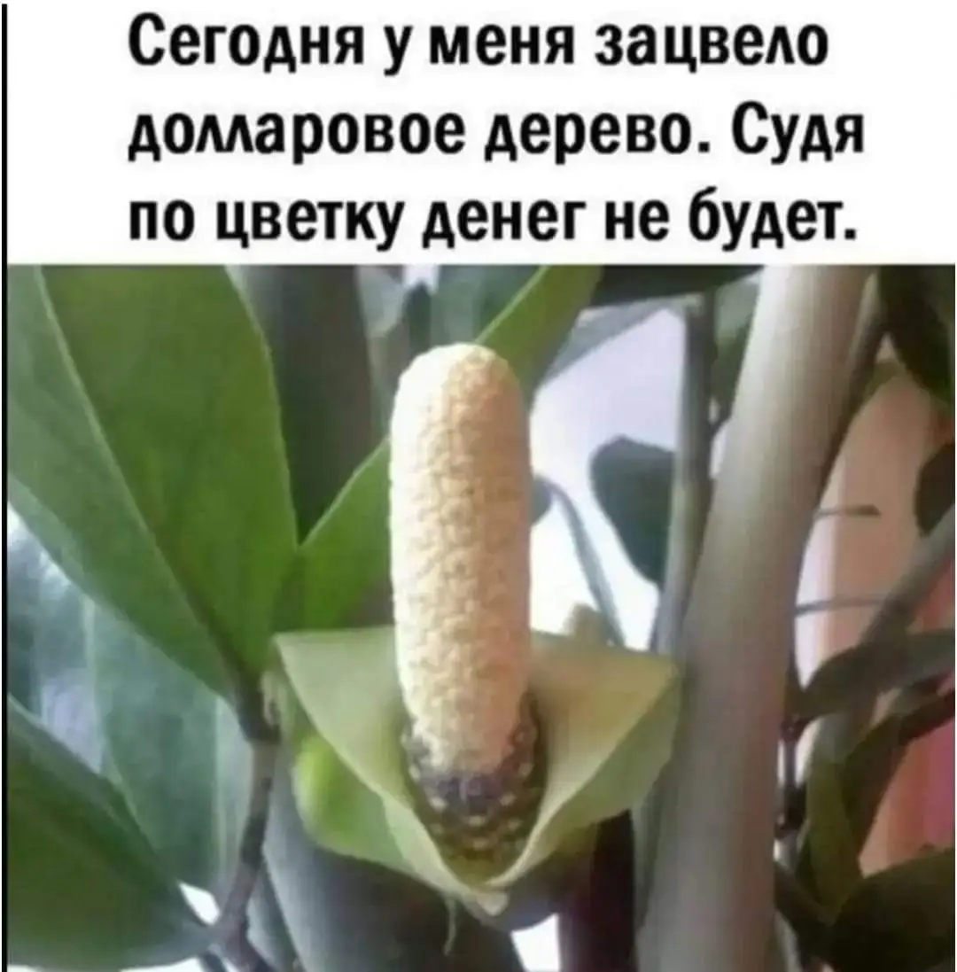 FB_IMG_1710071644164-world74.spcs.bio.webp