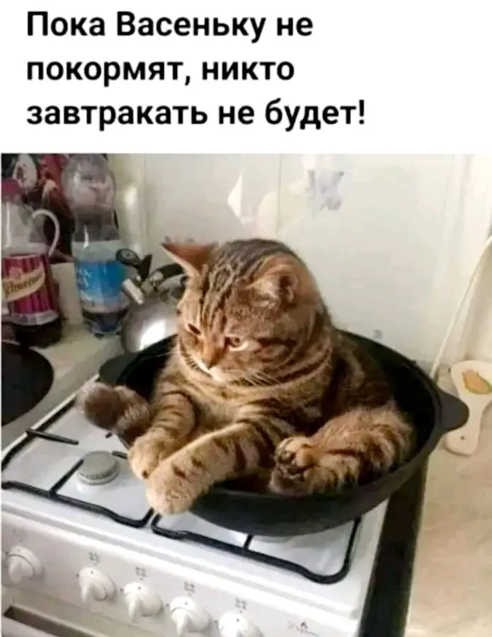 file_95912419-world68.spcs.bio.webp
