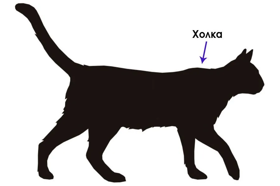 gde-nahoditsya-holka-u-koshki-foto.webp