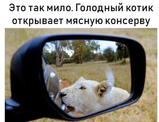 Golodnyj_kotik_otkryvaet_konservnuju_banku-world15.spcs.bio.webp