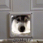 husky-dratuti.gif