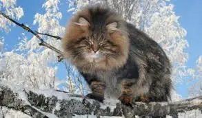 images (6).webp